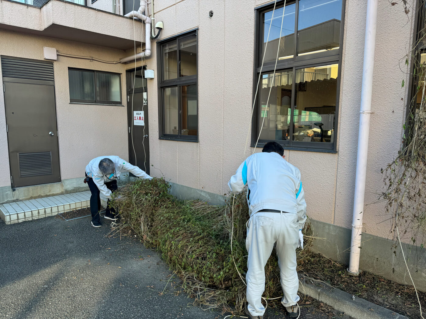 グリーンカーテン撤去