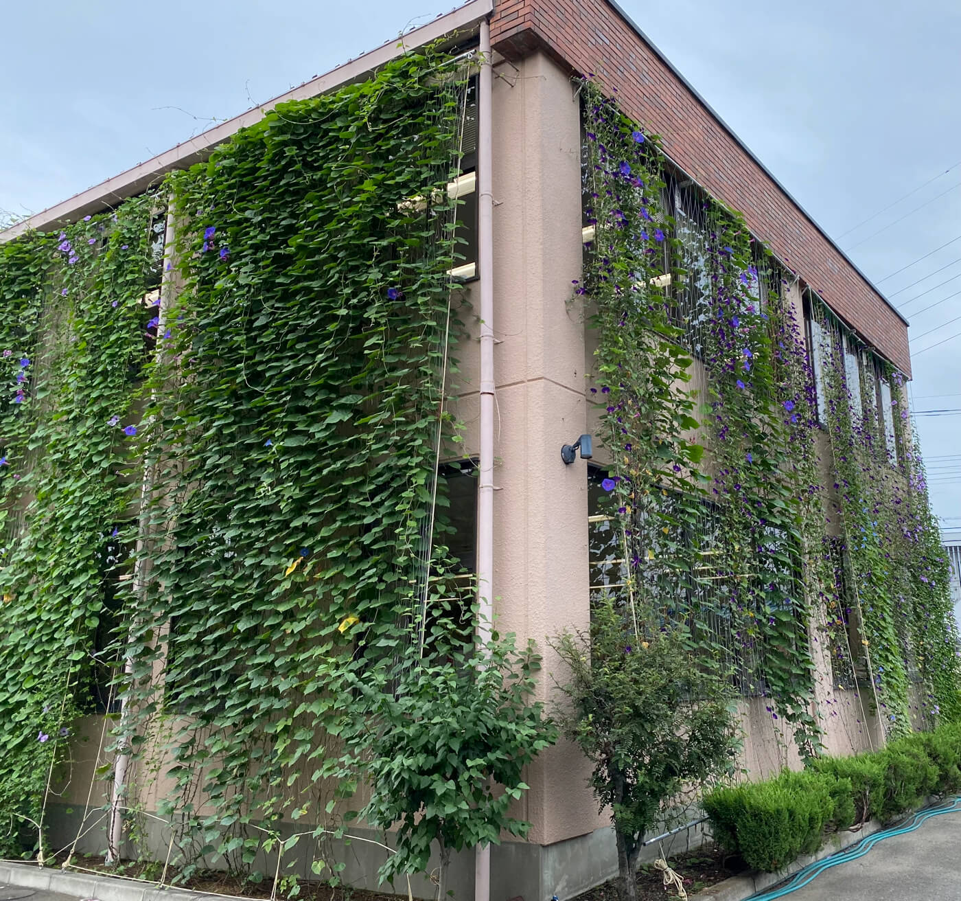 グリーンカーテン