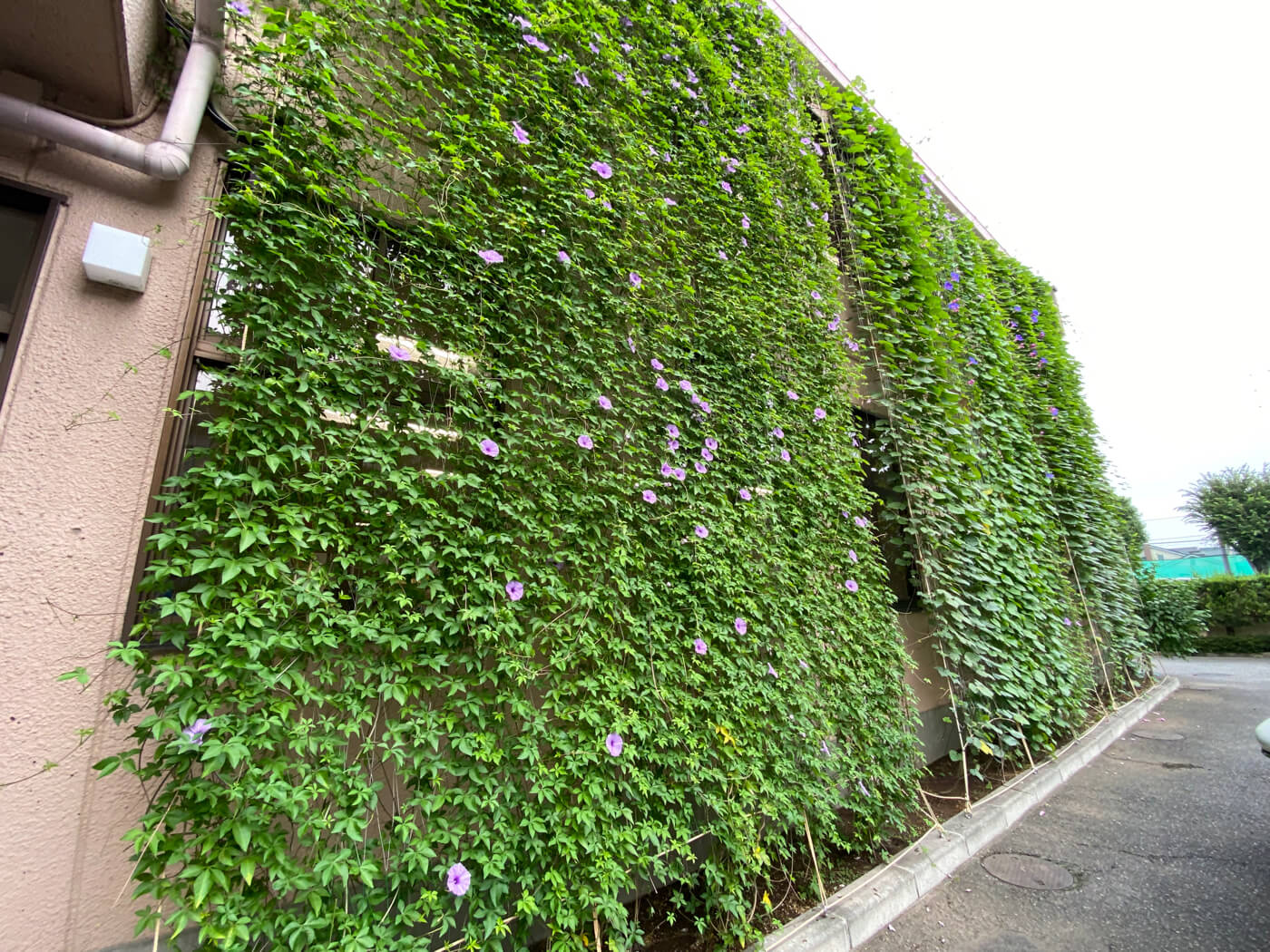 グリーンカーテン