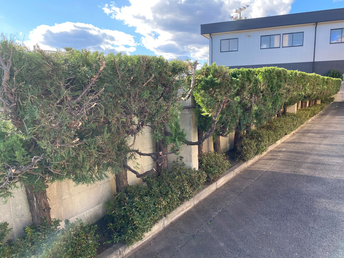 植木の剪定