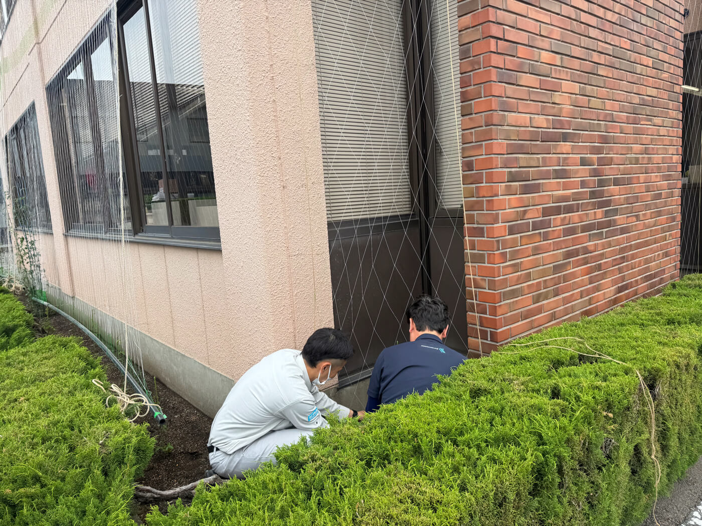 グリーンカーテンのネット設置