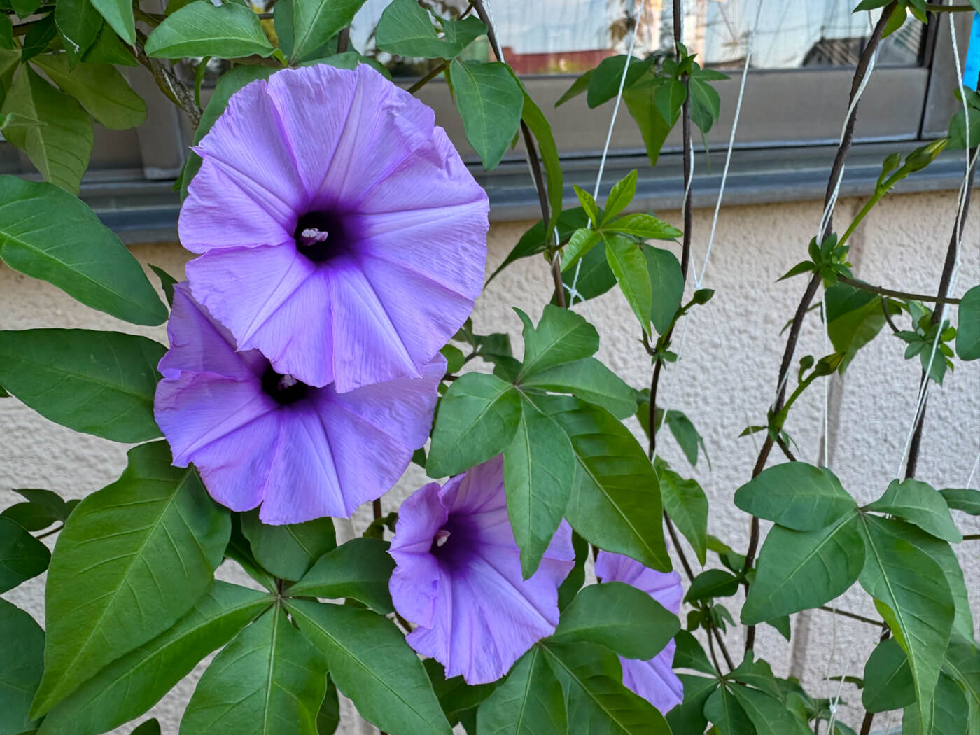 花が咲き始めました
