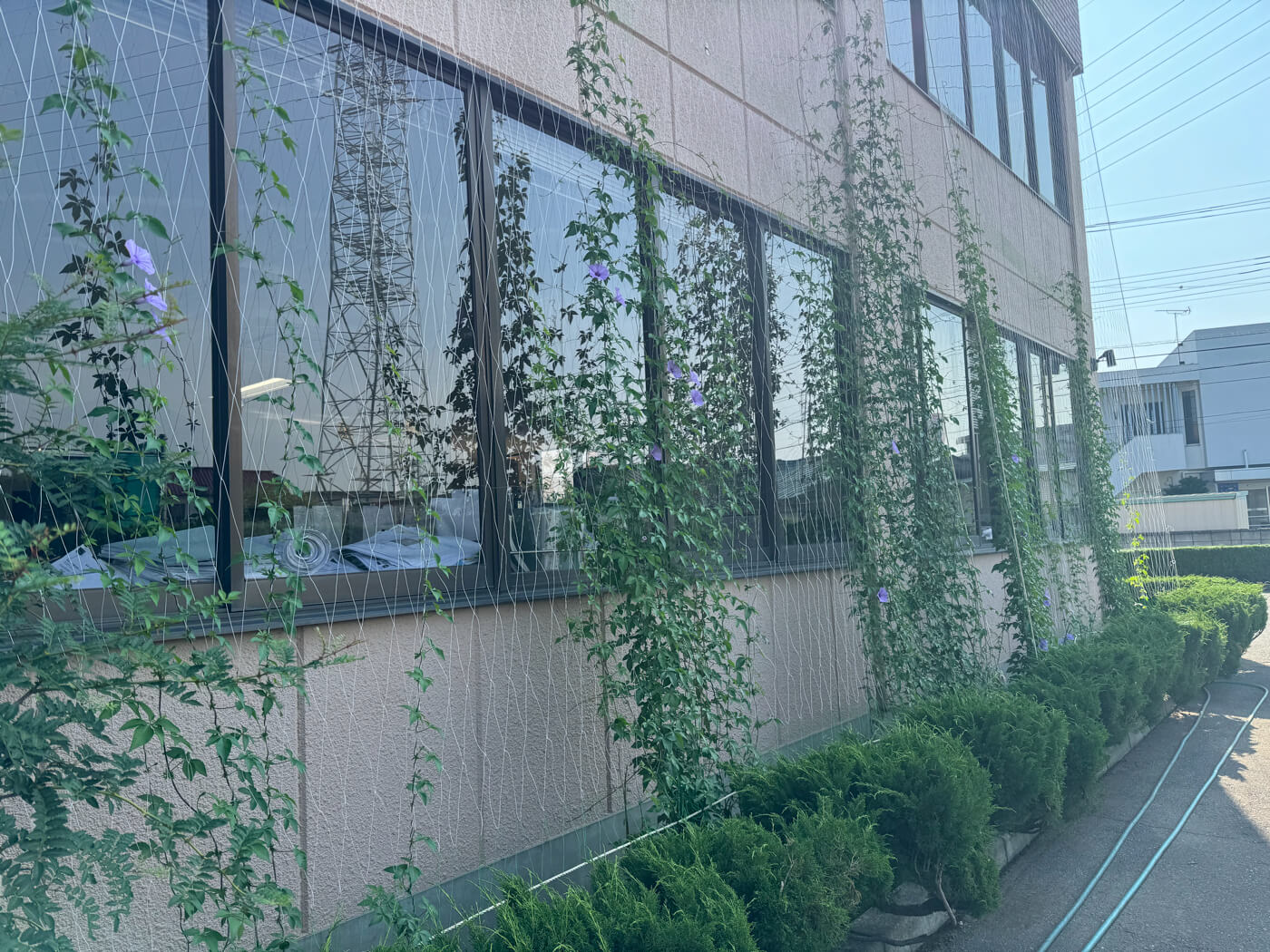 花が咲き始めました