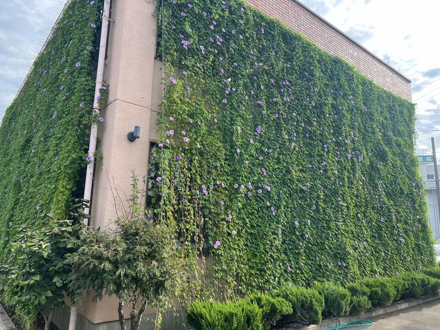 グリーンカーテンが完成しました！