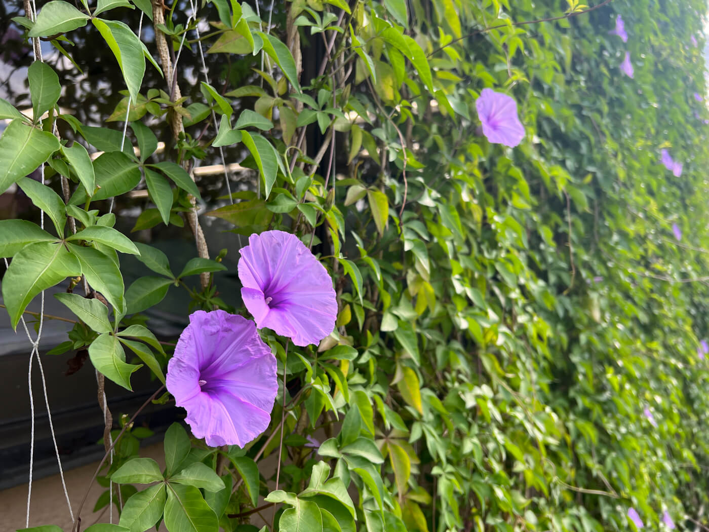 グリーンカーテンが完成しました！