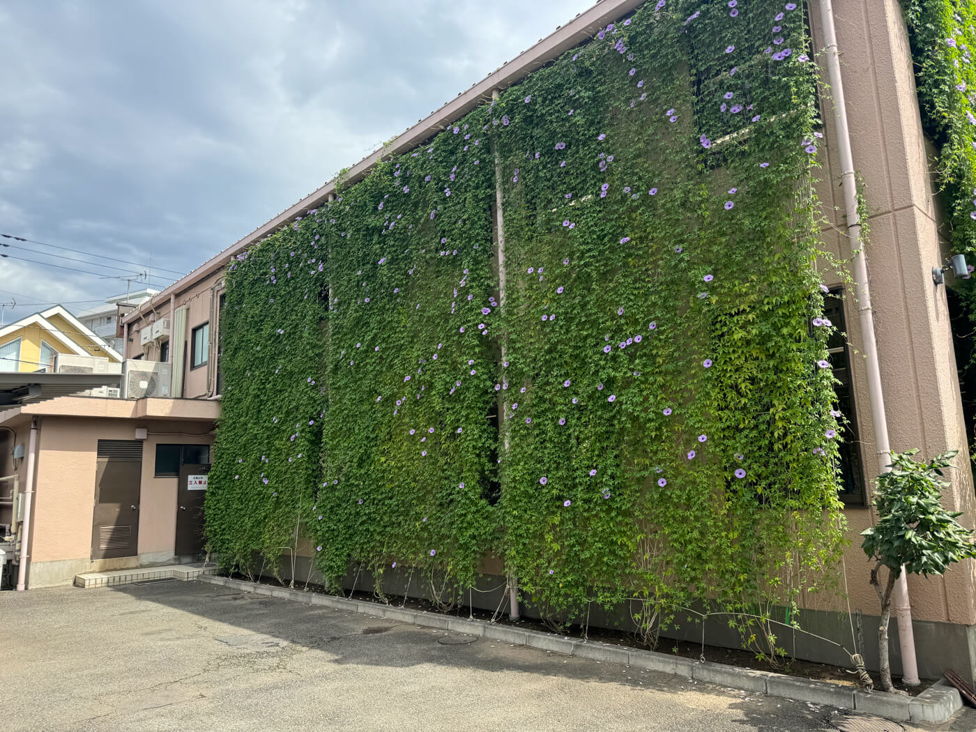 グリーンカーテン完成★