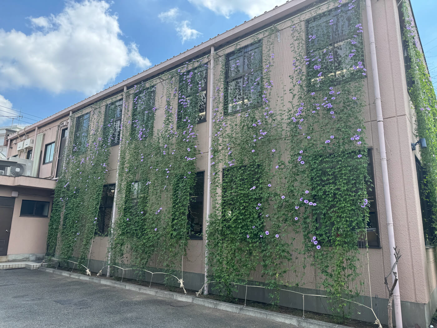 グリーンカーテンの様子