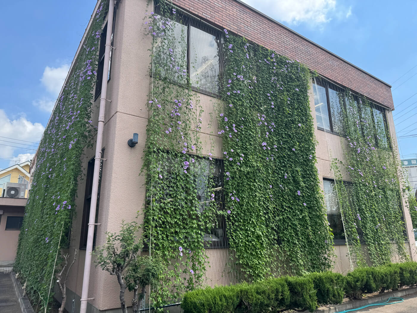 グリーンカーテンの様子