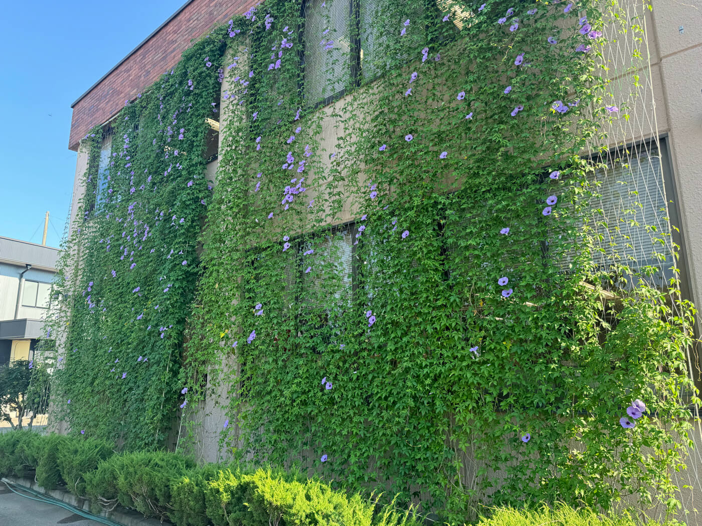 グリーンカーテン成長中