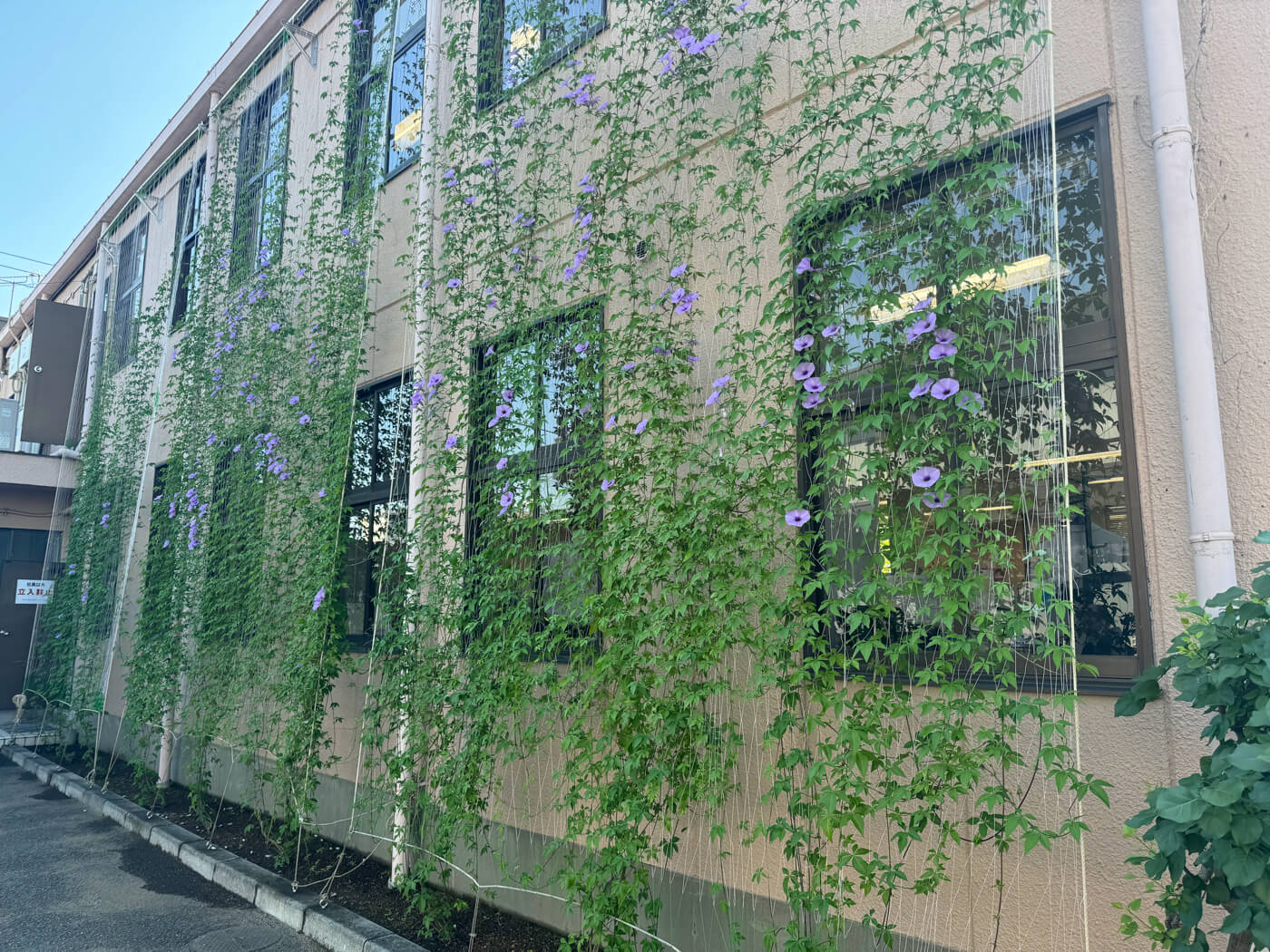 グリーンカーテン成長中