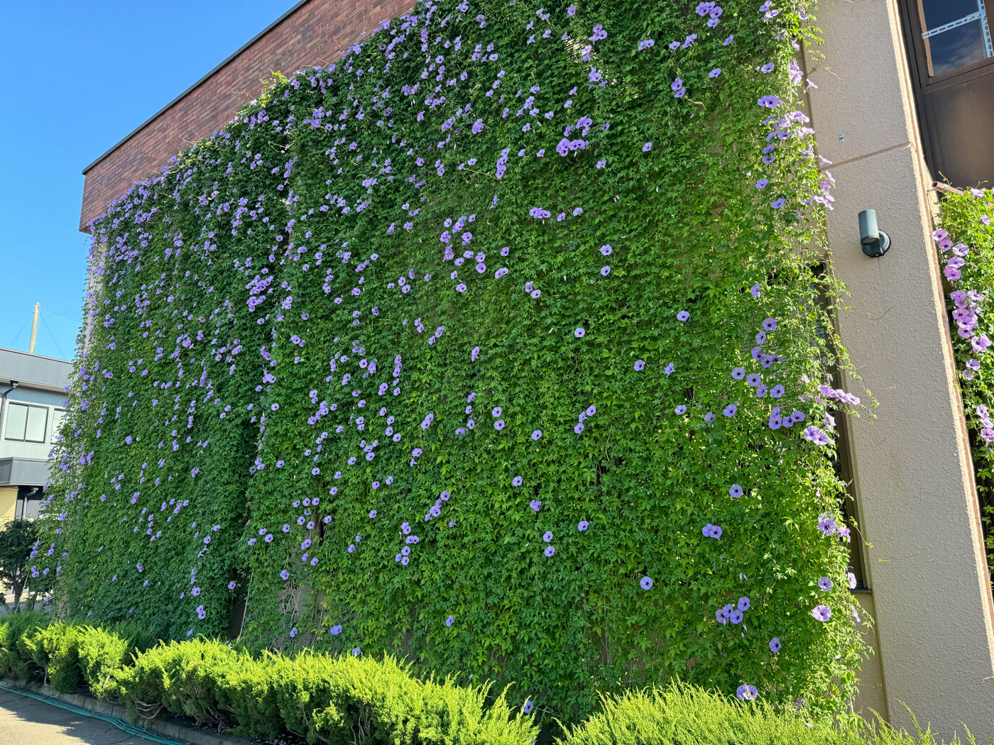 花がたくさん咲き始めました