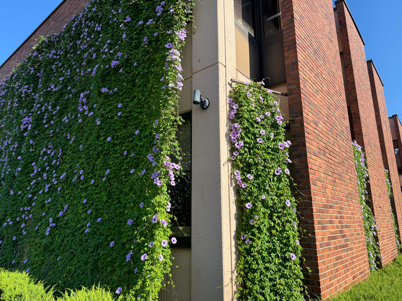 花がたくさん咲き始めました