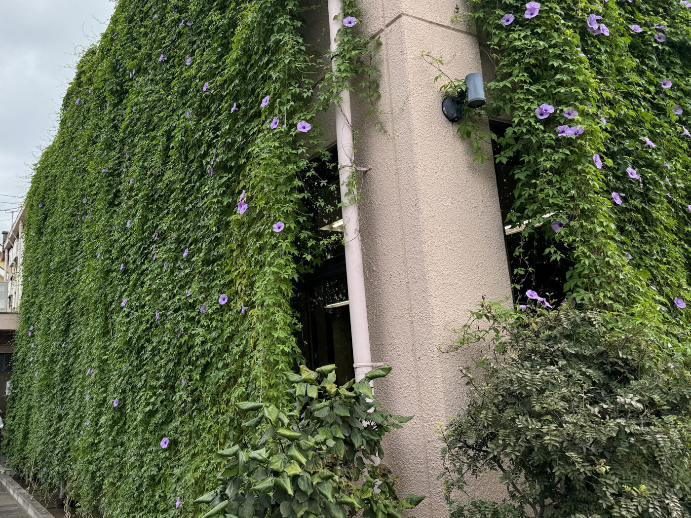 今年最後のグリーンカーテン成長記録