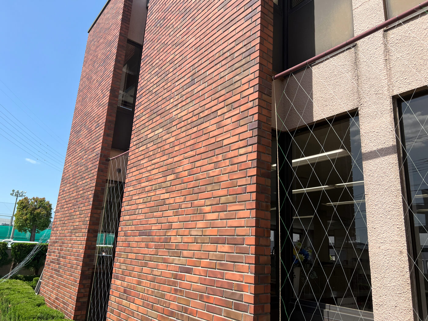 今年もグリーンカーテン作ります！