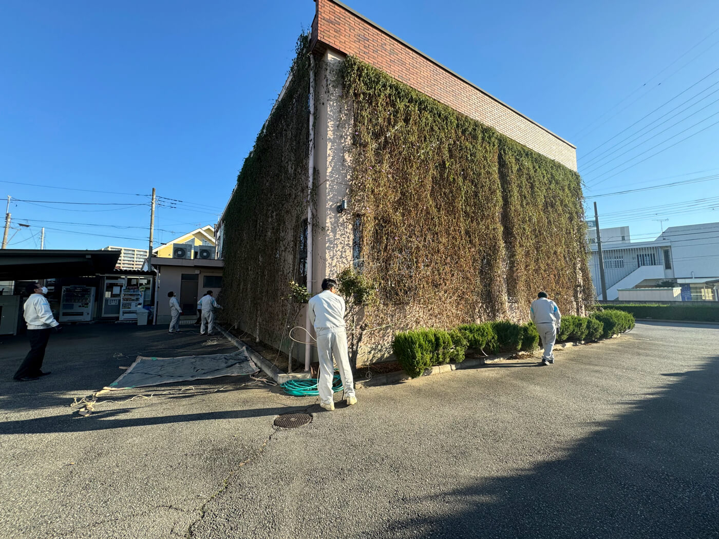 グリーンカーテン撤去