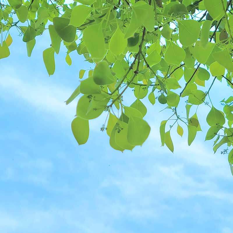 採用担当者より