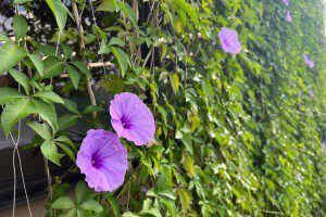 グリーンカーテンが完成しました！ヾ(*´∀`*)ノ