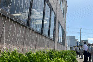 今年もグリーンカーテン作ります！