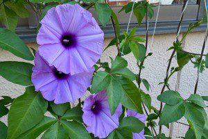 花が咲き始めました✿