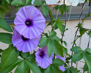 花が咲き始めました✿