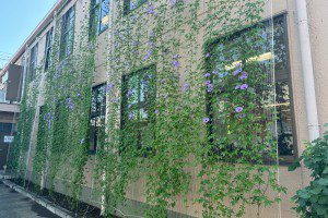 グリーンカーテン成長中