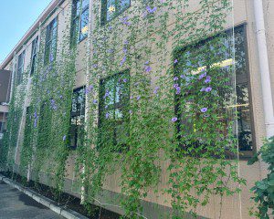 グリーンカーテン成長中