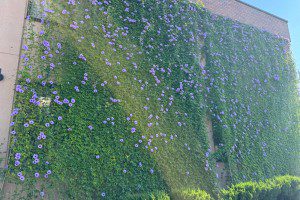 花がたくさん咲き始めました✿