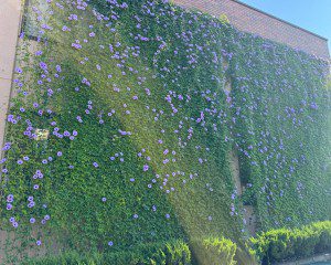 花がたくさん咲き始めました✿