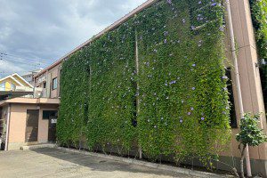 グリーンカーテン完成★