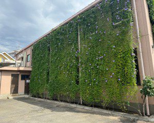 グリーンカーテン完成★