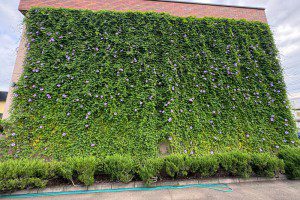 今年最後のグリーンカーテン成長記録✿