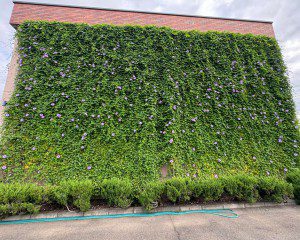 今年最後のグリーンカーテン成長記録✿