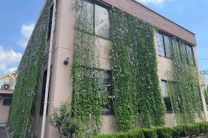 グリーンカーテンの様子