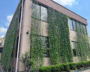 グリーンカーテンの様子