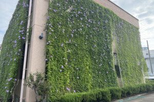 グリーンカーテンが完成しました！